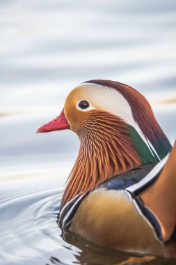 Erkek Mandarin ördeği