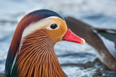 Erkek Mandarin ördeği