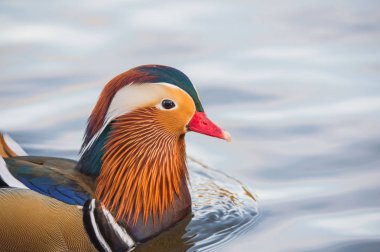 Erkek Mandarin ördeği