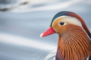 Erkek Mandarin ördeği