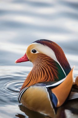 Erkek Mandarin ördeği