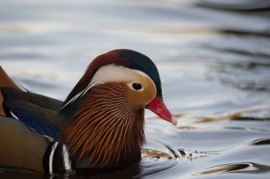 Erkek Mandarin ördeği
