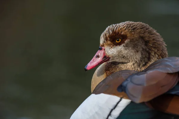 Gefiederte ägyptische Gans — Stockfoto