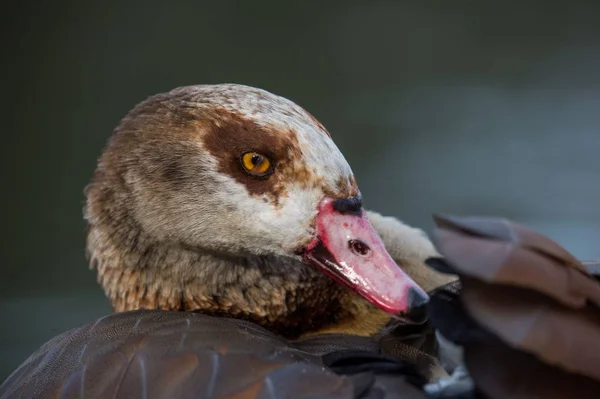 Pinnate Nijlgans — Stockfoto