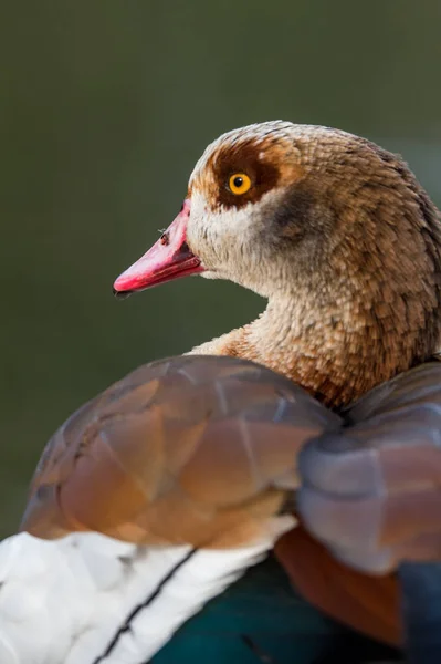 Pinnate Nijlgans — Stockfoto