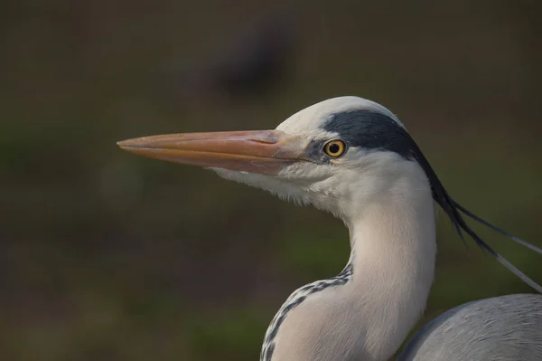 Reiger met oranje snavel — Stockfoto