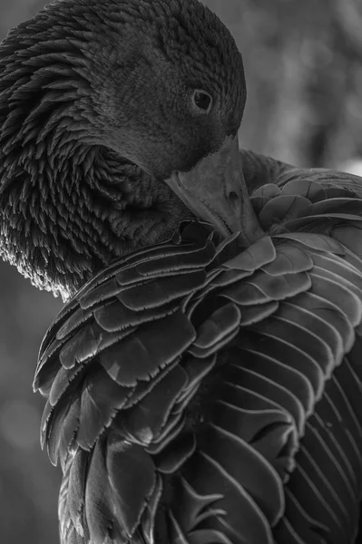 Cisne mudo bonito — Fotografia de Stock