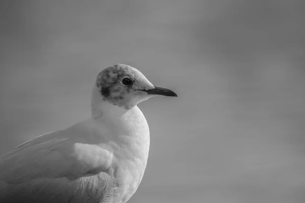 Common sea gull — Stock Photo, Image