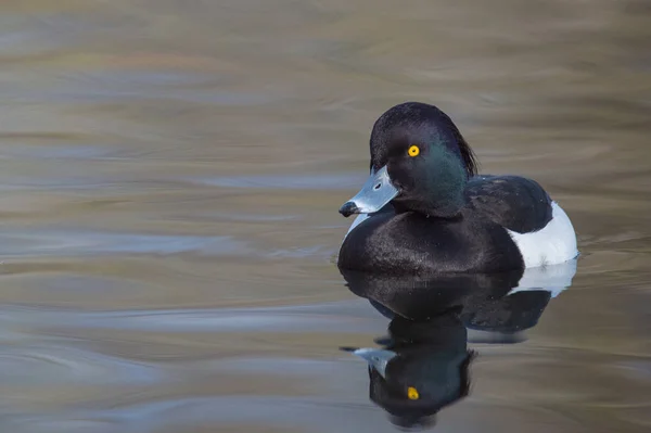 Männliche Büschelente — Stockfoto