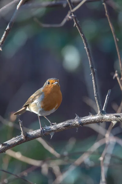 Avrupa robin Şubesi — Stok fotoğraf