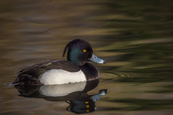 Männliche Büschelente — Stockfoto