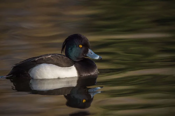 Männliche Büschelente — Stockfoto