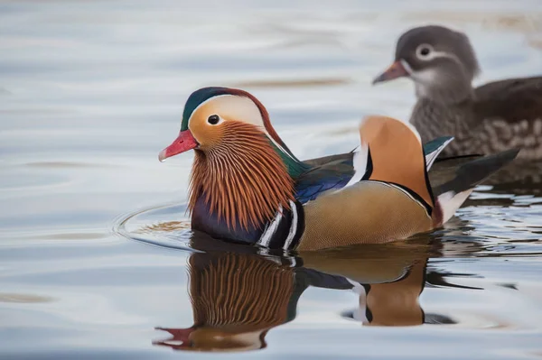 Männliche und weibliche Mandarin-Enten — Stockfoto