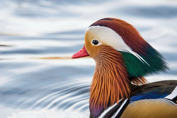 Männliche Mandarinenente — Stockfoto