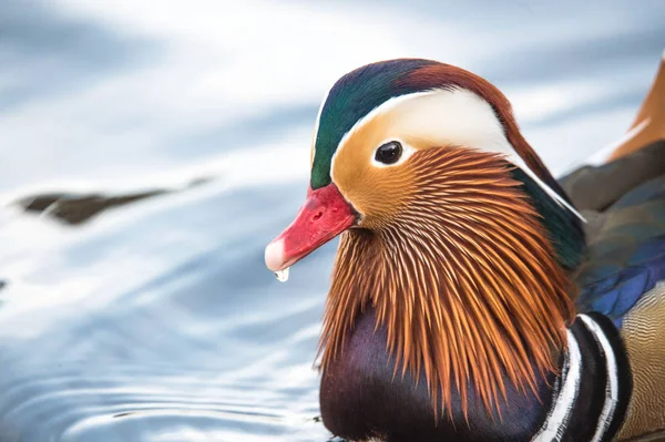 Männliche Mandarinenente — Stockfoto