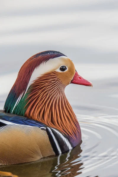 Männliche Mandarinenente — Stockfoto