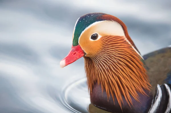 Männliche Mandarinenente — Stockfoto