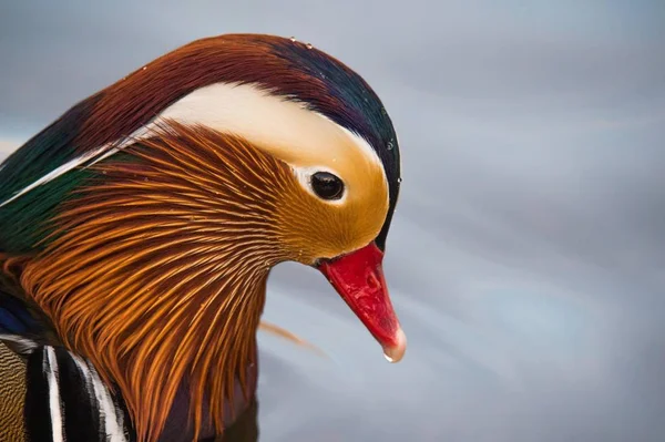 Männliche Mandarinenente — Stockfoto