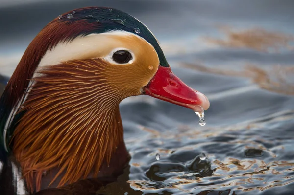 stock image male mandarin duck