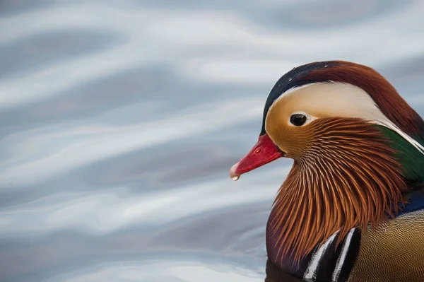 Männliche Mandarinenente — Stockfoto