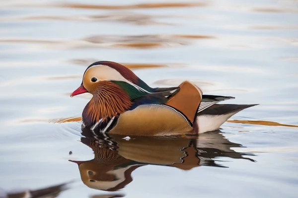 Mandarinenente im Wasser — Stockfoto