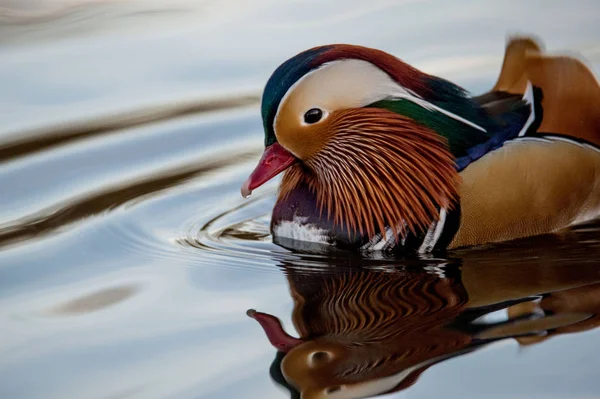 Mandarinand i vatten — Stockfoto