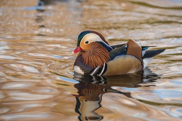 Mandarinenente im Wasser — Stockfoto