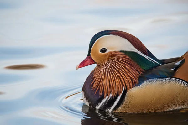 Erkek Mandarin ördeği