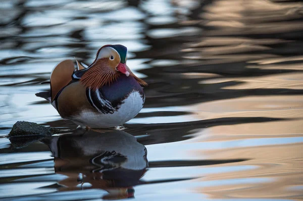 Pato mandarim na água — Fotografia de Stock