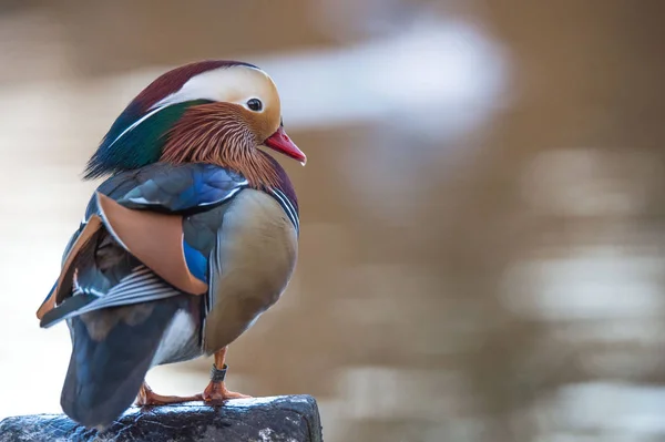 Pato mandarín macho colorido —  Fotos de Stock
