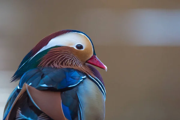 Erkek Mandarin ördeği 