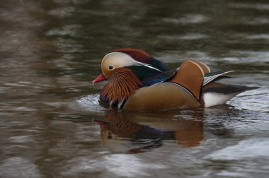 su Mandarin ördeği 