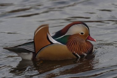 su Mandarin ördeği 