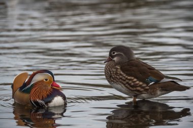 Erkek ve dişi Mandarin ördekleri 