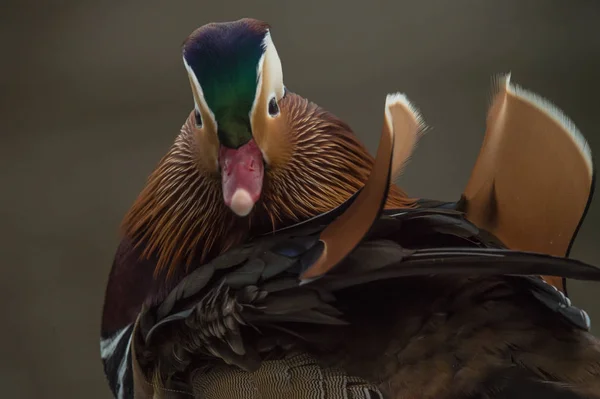 Mannelijke Mandarijn eend — Stockfoto