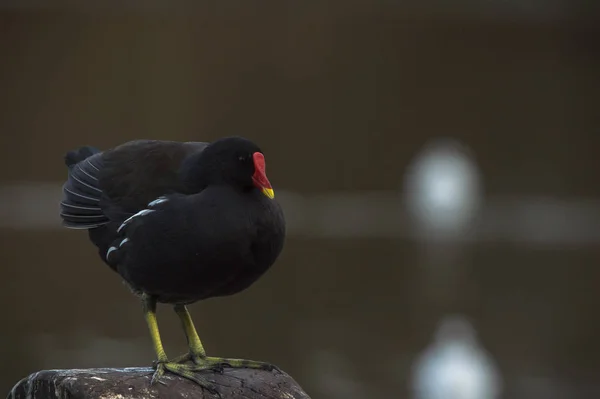 Gölet ortak moorhen — Stok fotoğraf