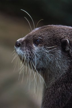 Avrasya nehir su samuru