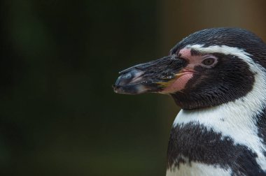 komik Macellan pengueni