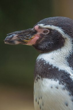 komik Macellan pengueni