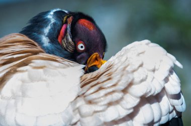 Renkli gagası ile Kral akbaba