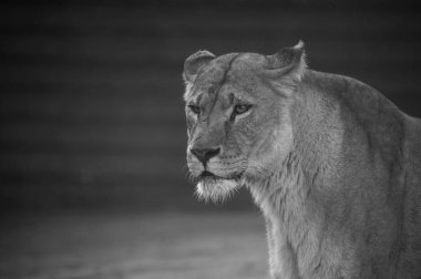 Güneydoğu Afrika aslanı