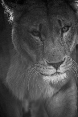 Güneydoğu Afrika aslanı