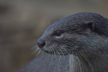 Avrasya nehir su samuru