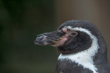 komik Macellan pengueni