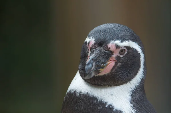 Funny Magellanic penguin — Stock Photo, Image