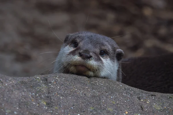 Eurasian river otter — Stock Photo, Image