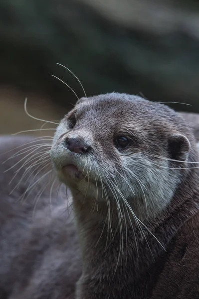 Eurasian river otter — Stock Photo, Image