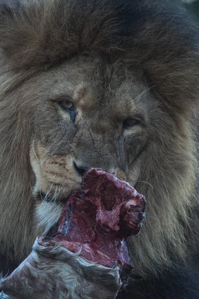 Ten zuidoosten Afrikaanse leeuw — Stockfoto