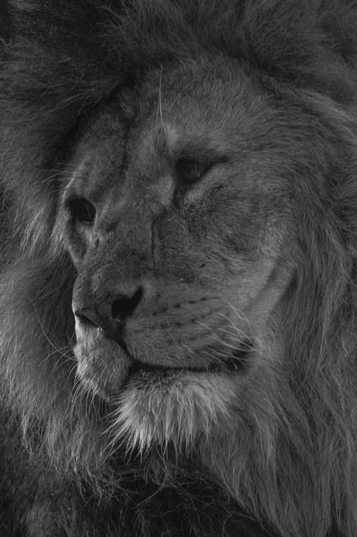 Südostafrikanischer Löwe — Stockfoto