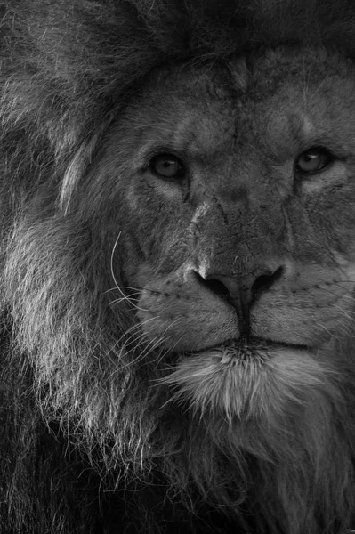 Юго-Африканский лев — стоковое фото